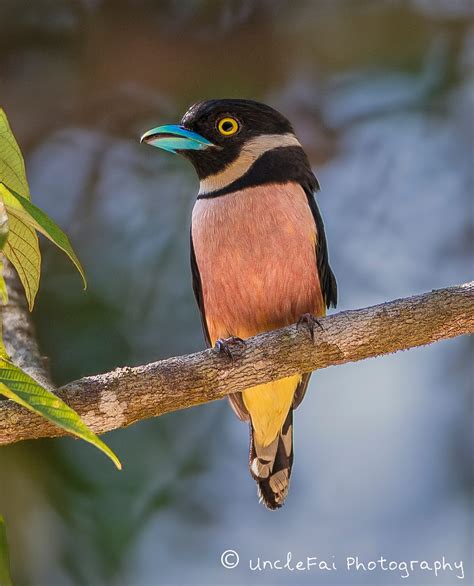 The black-and-yellow broadbill (Eurylaimus ochromalus)