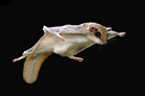 The Amazing Northern Flying Squirrel - Charismatic Planet