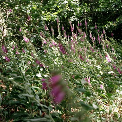 Amber Banks Brumby - RBSA