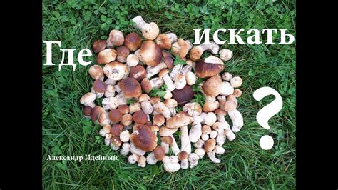 Как и где растут белые грибы - YouTube