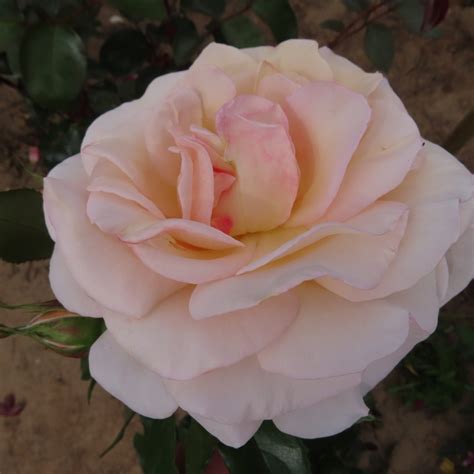 Evelyn's Rose | Apricot Climbing/Shrub rose | Style Roses