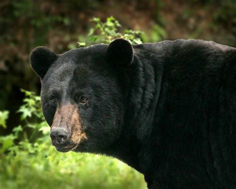 Free picture: big, black bear, details, ursus Americanus