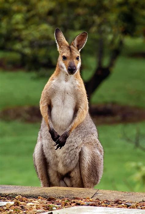 wallaby rednecked wallaby hopping pixabay animal australia