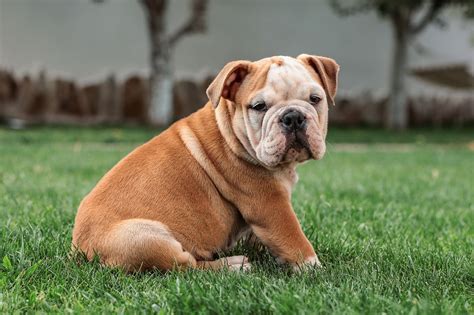 1,000+ Amazing Bulldog Pictures & Images [HD] - Pixabay