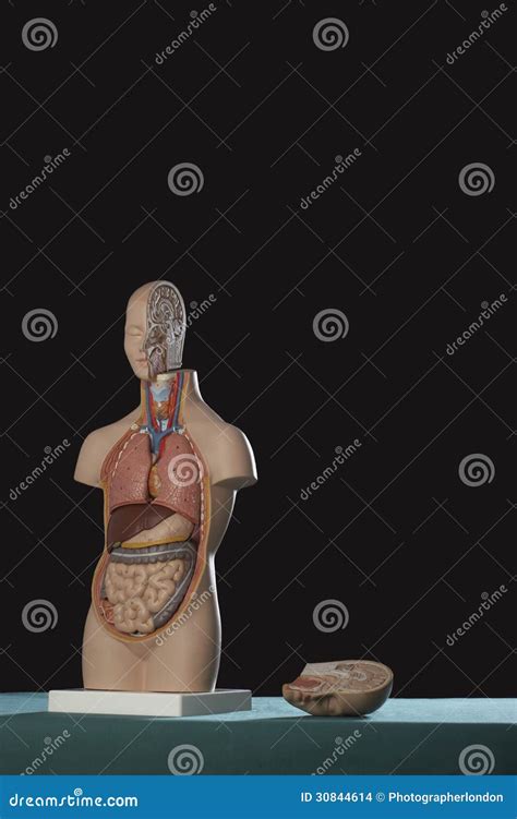 Anatomy Model Of The Internal Organs Of The Human Body Royalty-Free ...