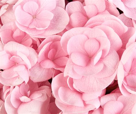 pink hydrangea flower meaning symbolism significance explained