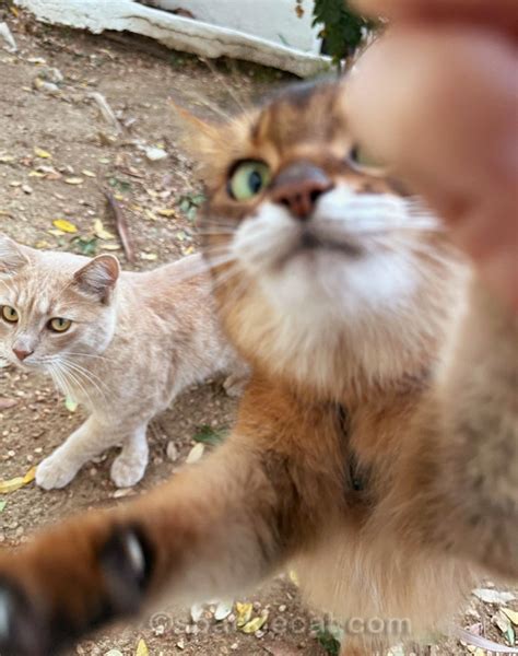 This Month's Funniest Outtakes - Summer’s Fabulous Cat Life