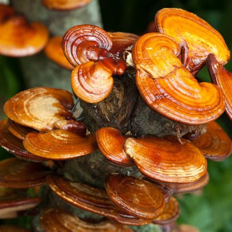 Трутовик лакированный (Гриб Рейши) (Ganoderma lucidum) фото и описание