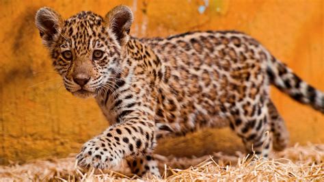 Kitty Jaguar's Hidden Talents