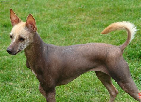 Xoloitzcuintli Dog Breed at Susan Keefe blog