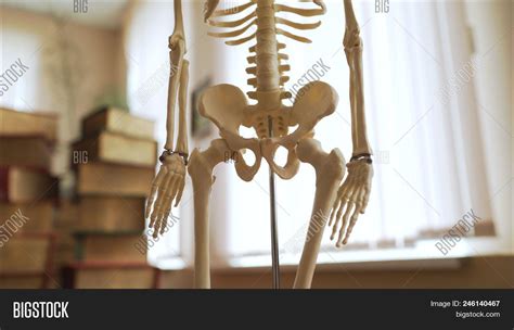 hip bone skeleton image photo  trial bigstock