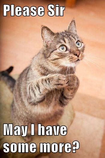 Please Sir May I have some more? - Lolcats - lol | cat memes | funny ...