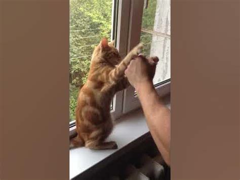 Кот боксер!!!!! - YouTube