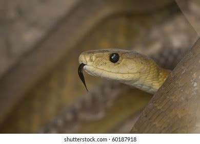 Mamba Stock Photo 60187918 | Shutterstock