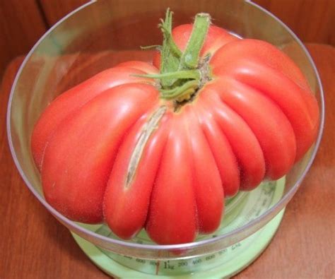 томат инжир розовый | Tomato, Vegetables, Food