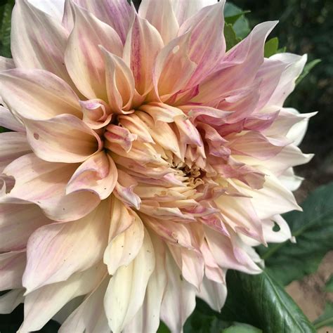 Cafe au Lait Dahlia Tuber – Hudson Valley Seed Company