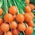 Морковь Парижская каротель: описание и характеристики сорта, правила ...