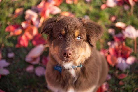 Close up portrait of brown Aussie shepherd dog with blue and green eyes