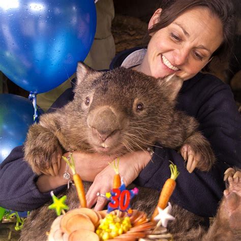 pet wombat uk