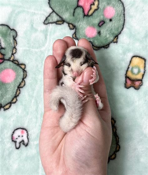 50 Of The Most Adorable Baby Animals To Ever Bless The Internet (New Pics)