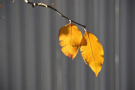 Почему желтеют листья на яблоне 🍂 весной или в начале лета