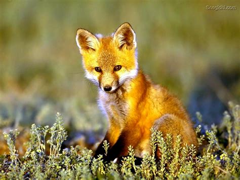 Baby Fox Wallpaper - WallpaperSafari