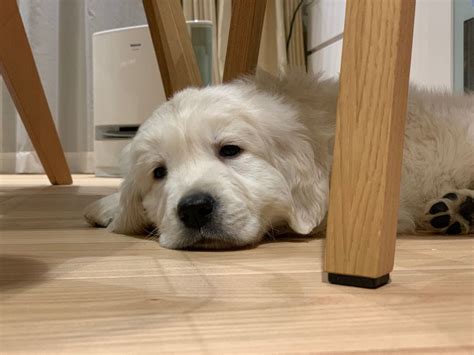 golden retriever retriever animals