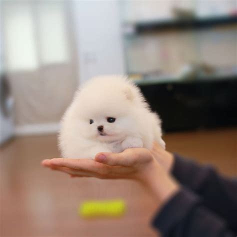Pomeranian Miniature