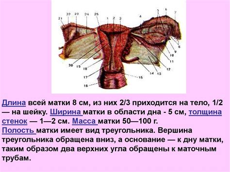 Анатомия и физиология женских половых органов - презентация онлайн