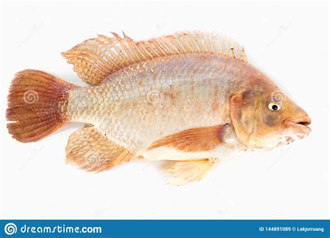 Ruby Fish Stock Image | CartoonDealer.com #132509893