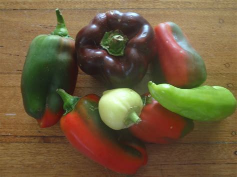 home sweet kitchen garden   capsicumpeppers