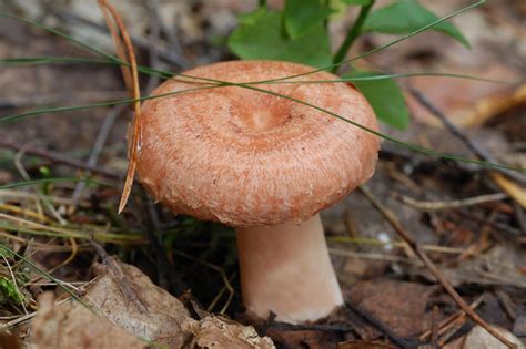 Грибное царство Беларуси - Lactarius torminosus