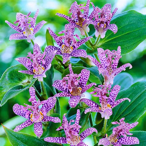 Amazon.com : QAUZUY GARDEN 5 Rare Japanese Toad Lily (Tricyrtis