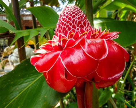 How to grow Ornamental Ginger