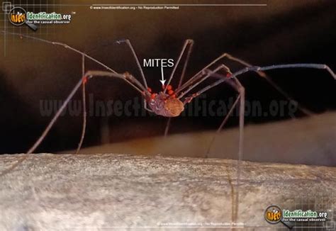 Harvestman