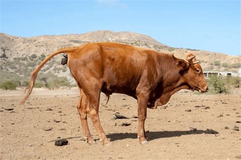 1+ Thousand Bull Pooping Royalty-Free Images, Stock Photos & Pictures