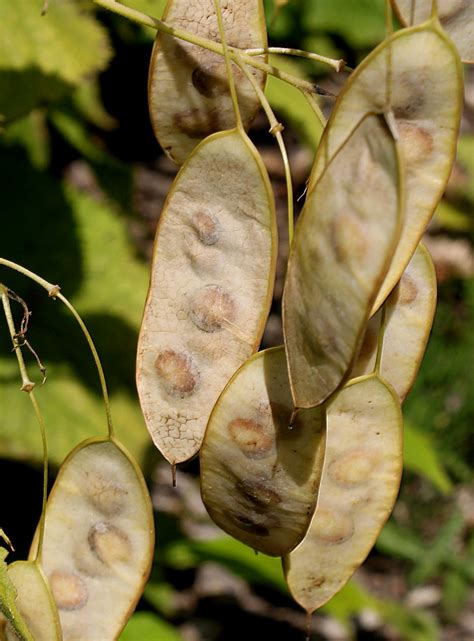 Lunaria rediviva - Изображение особи - Плантариум