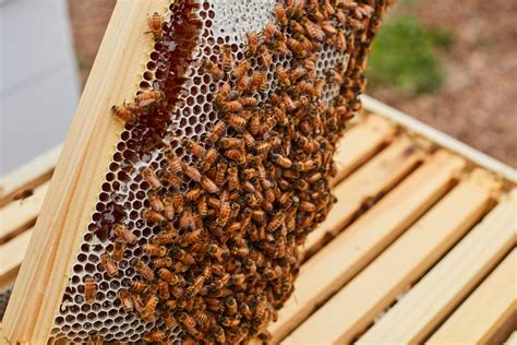 Honeybee art installation unveiled at jordan winery | Food Insider