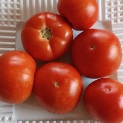 Томат Ранний 83: ОТЗЫВЫ (8), фото, урожайность | tomatland.ru