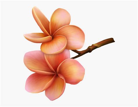 Гавайские Цветы Пнг , Free Transparent Clipart - ClipartKey