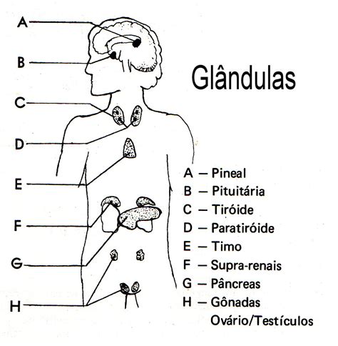 Principais Glandulas Endocrinas - PSICOFISIOLOGIA DAS GLÂNDULAS ENDÓCRINAS – IMAGICK