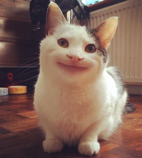 polite cat part funny cat faces cat memes funny cat pictures