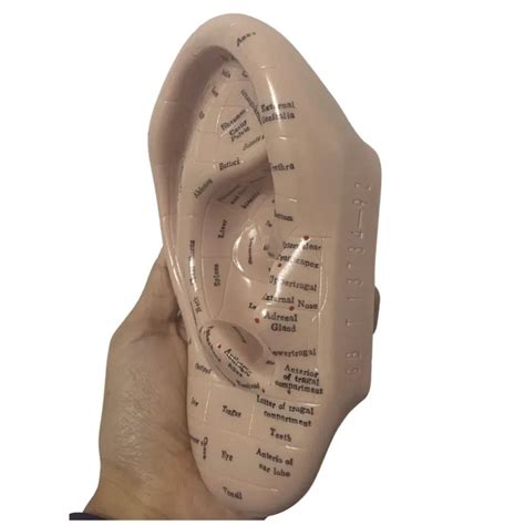 Detailed and Realistic Auriculotherapy Ear Model | Enhance Your ...