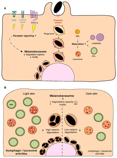 Melanin’s Journey from Melanocytes to Keratinocytes: Uncovering the
