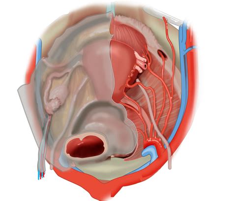Superior view of female pelvis with peritoneum cover on the left and