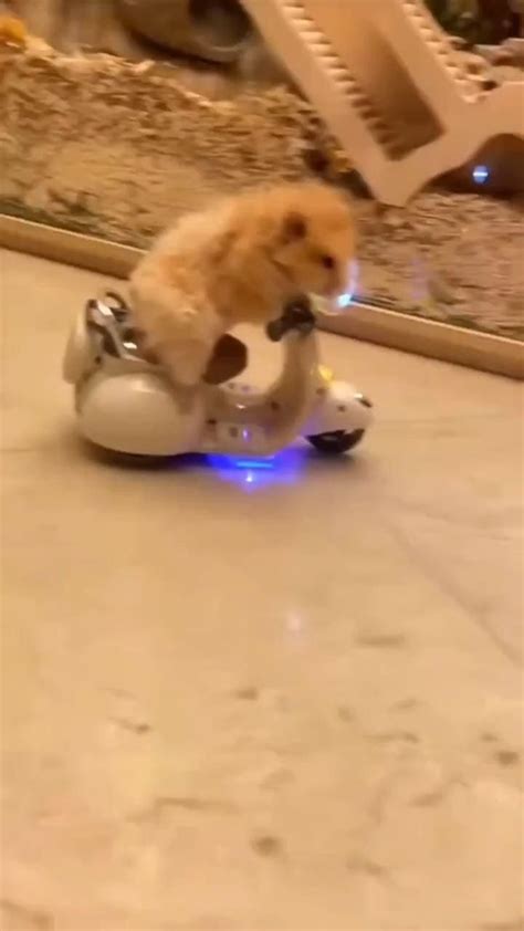 Magic hamster ,with toy.. [Vídeo] | Filhotes de cachorro engraçados ...