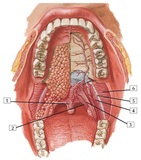 Roof of Mouth Anatomy - wikitomy