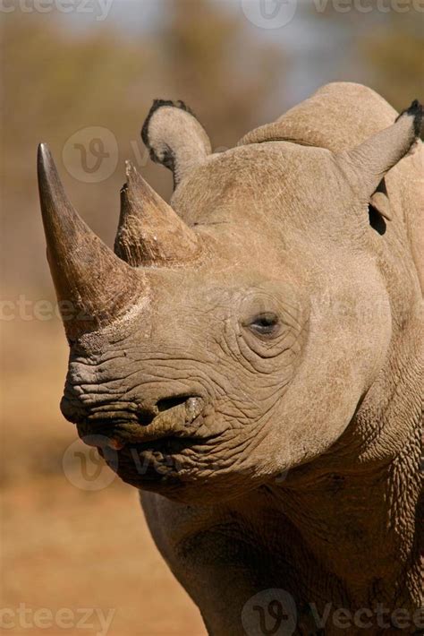 Black rhinoceros 845065 Stock Photo at Vecteezy