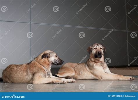 Two Large Dog Anatolian Shepherd Breed Sitting on a Background of Gray ...