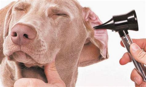 Como Saber Se O Cachorro Está Com Dor De Ouvido - Otite em Cães (Inflamação do ouvido) – Causas, sintomas e tratamento ...